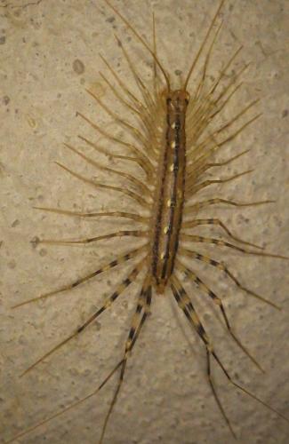 Réf. 273 194 : Scutigera coleoptrata